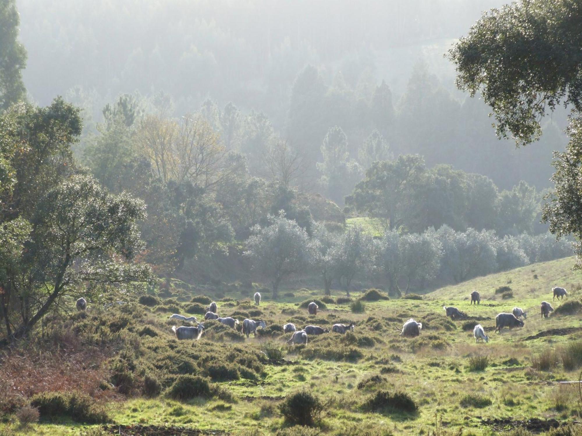 Vumba Agroturismo Arganil Esterno foto